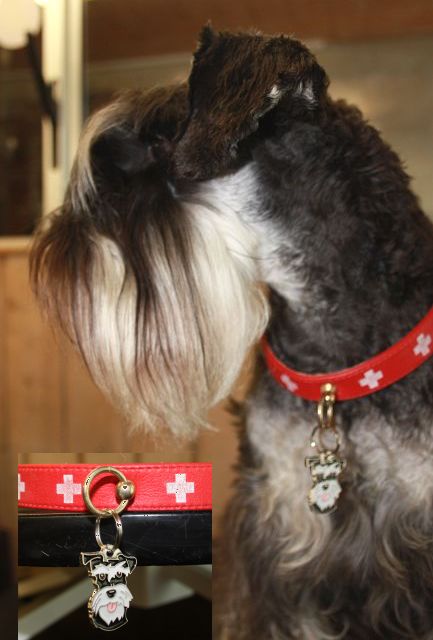 schnauzer kitty.jpg
